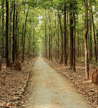 Sitabani Forest Reserve